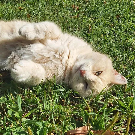 Narvan Helenan Kanat Ja Kammarit Vakantieboerderij *