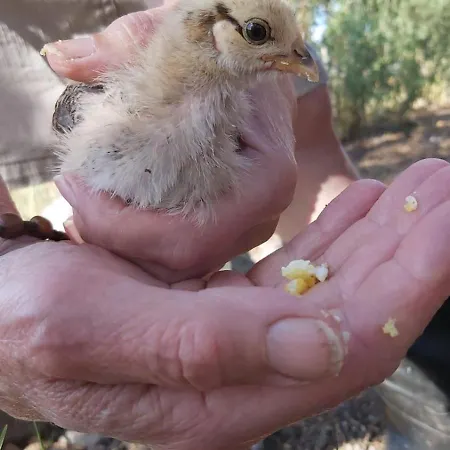 Vakantieboerderij Narvan Helenan Kanat Ja Kammarit *