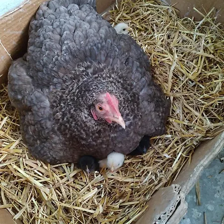 Narvan Helenan Kanat Ja Kammarit Maatilamajoitukset *